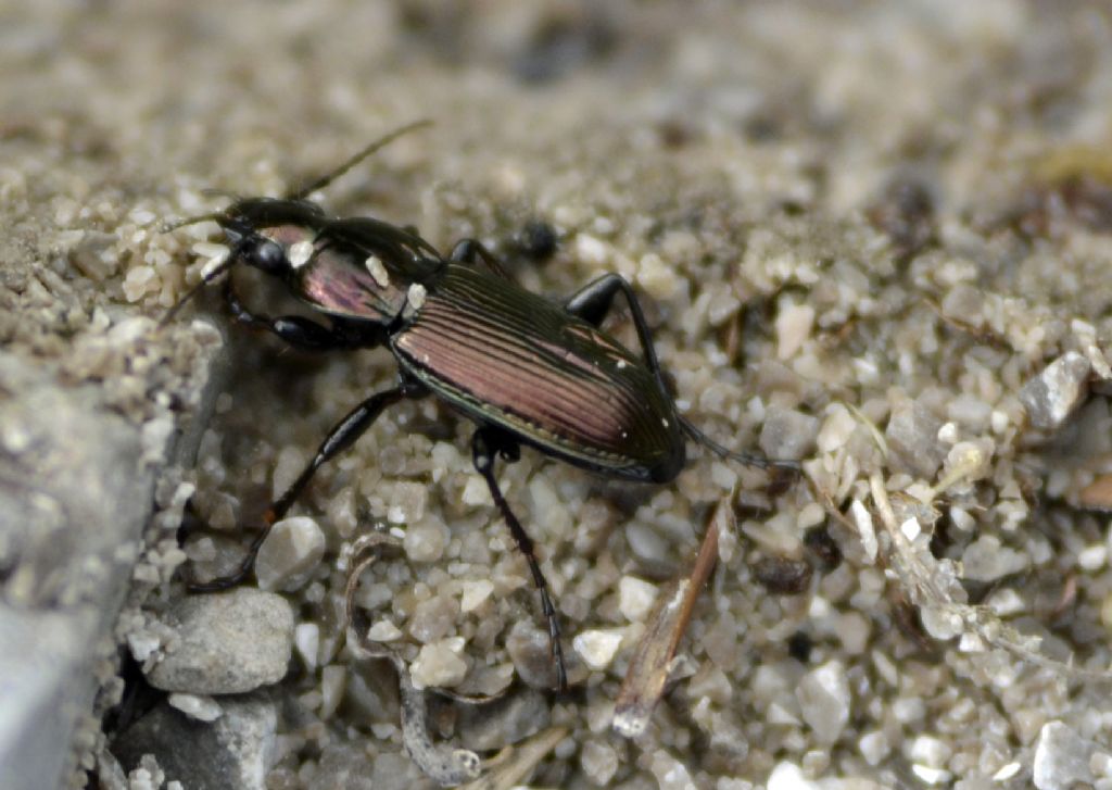 Macropoecilus lepidus gressorius